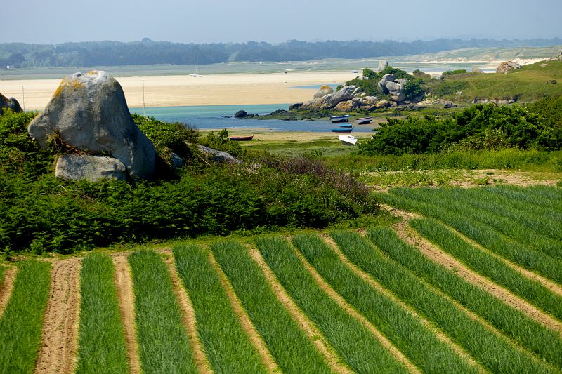 FIELD CROPS (wheat - corn - barley …)