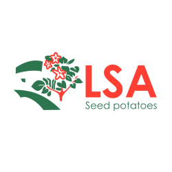 LSA