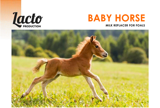 BabyHorse