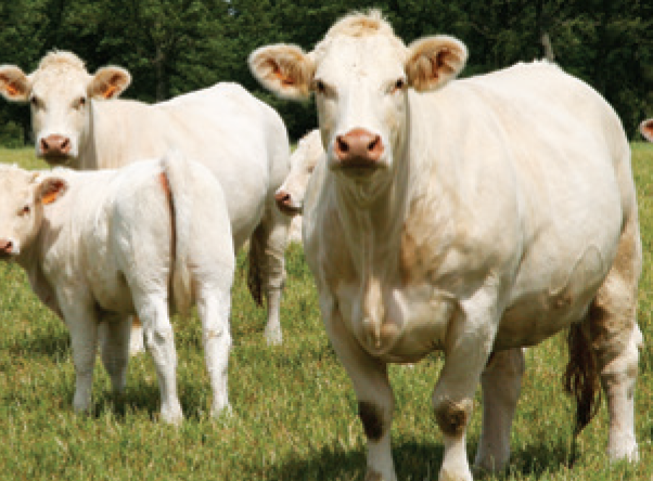 Beef cattle feed & nutrition