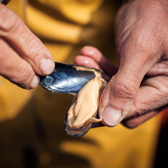 Bouchot AOP Mussels 