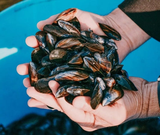 BOUCHOT MUSSELS