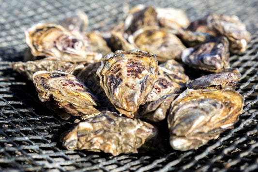 Cancale hollow oysters