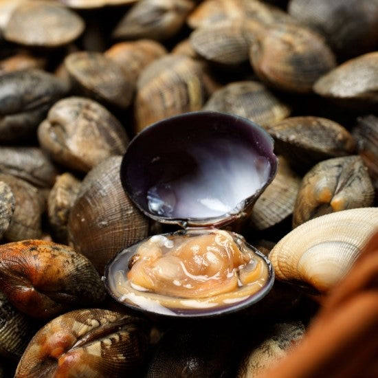 Carpet Shells