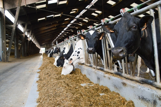 Dairy cattle feed & nutrition