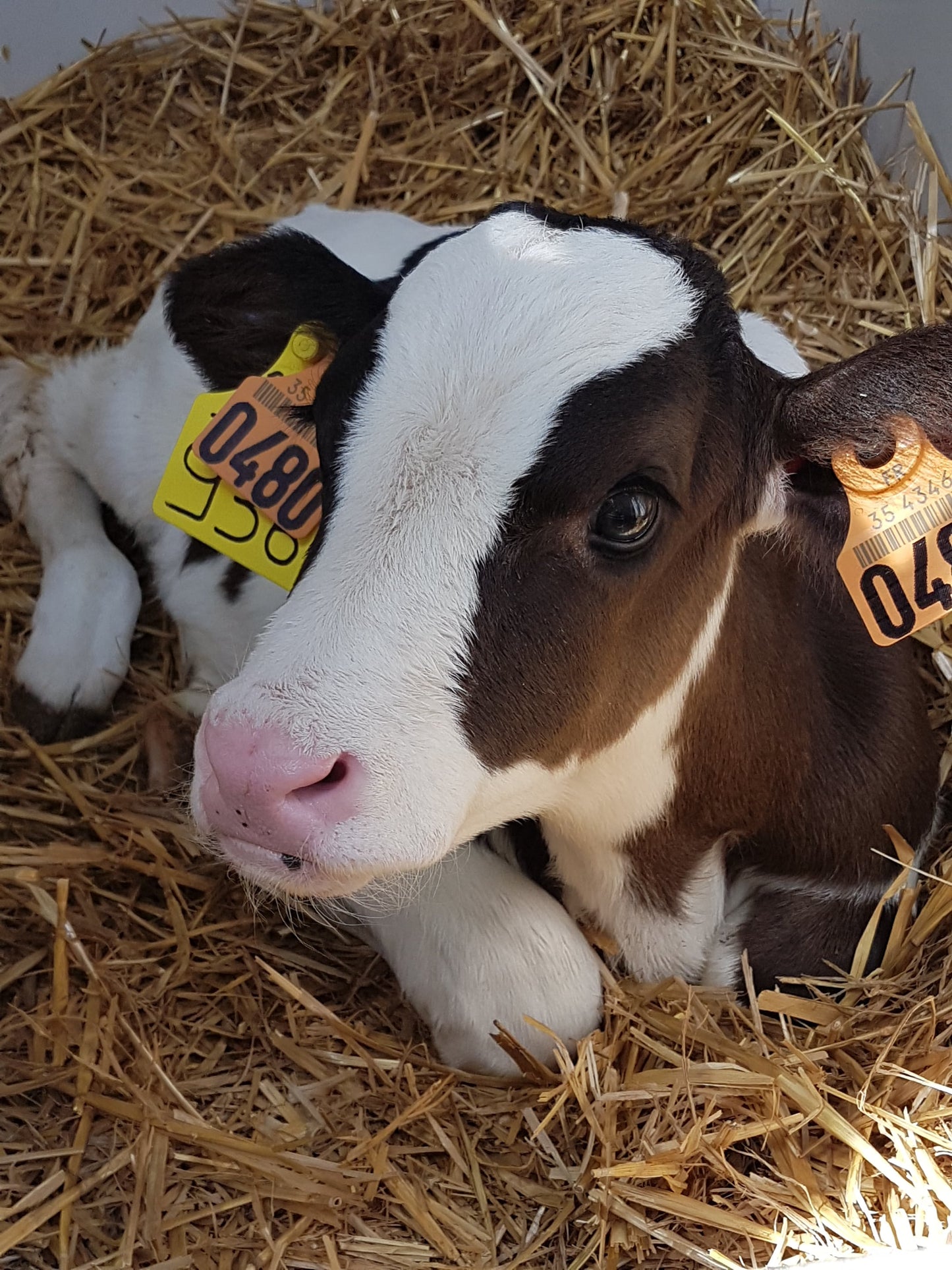 Feed Supplements for Ruminants 