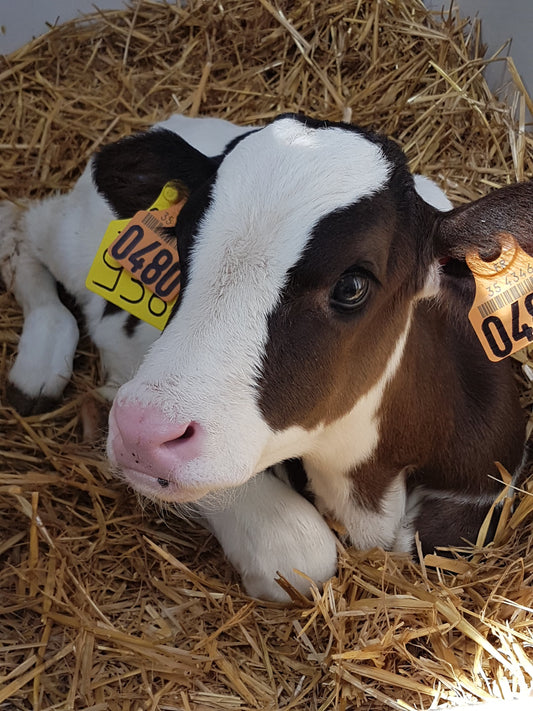 Feed Supplements for Ruminants 