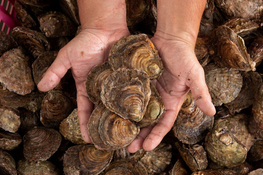 Flat Oysters (Belon de Cancale)