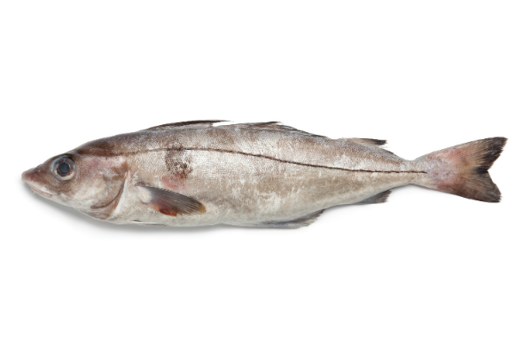 Haddock