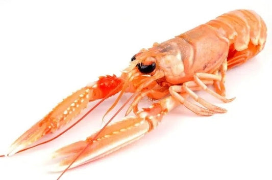 Langoustine