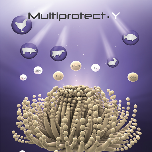 Multiprotect Y