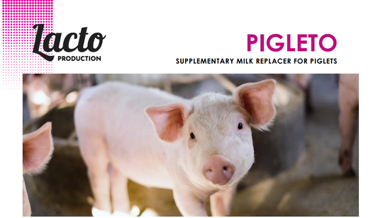 Pigleto