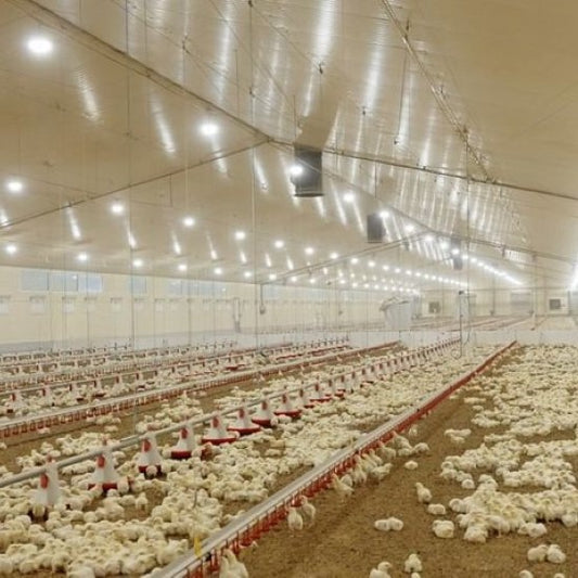 Poultry Farming Solutions