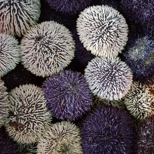 Sea urchins