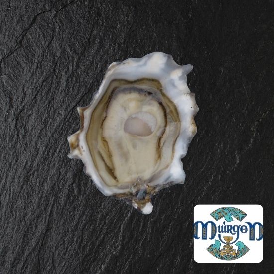 Speciale Oyster MUIRGEN