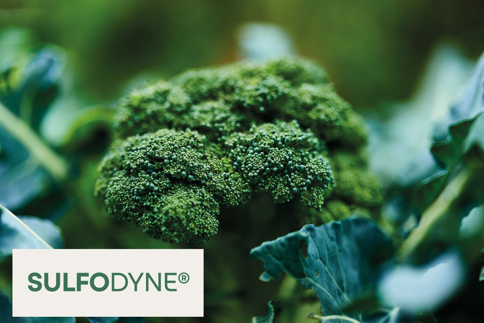 Sulfodyne® (5% Sulforaphane)