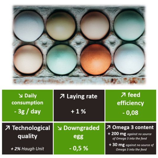 Tradilin® Layers