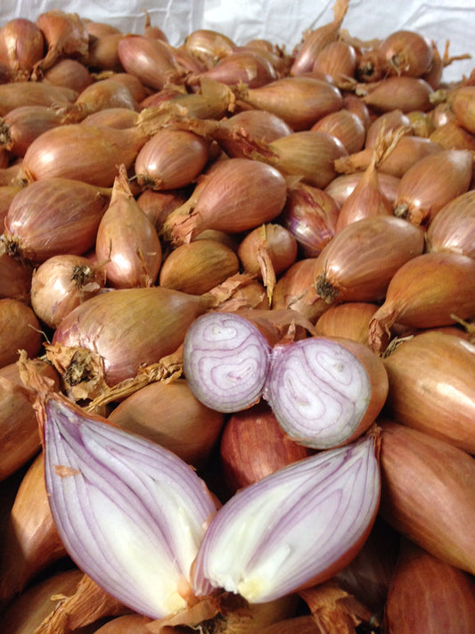 Traditional Shallot